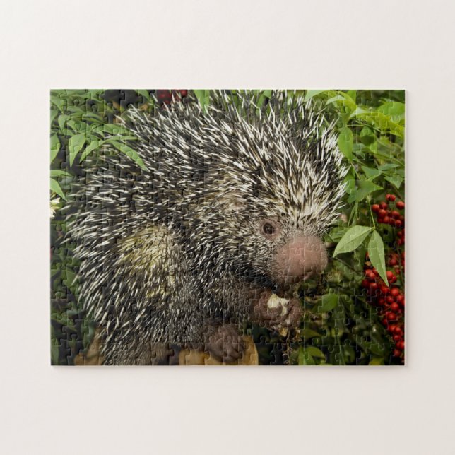porcupine jigsaw puzzle (Horizontal)