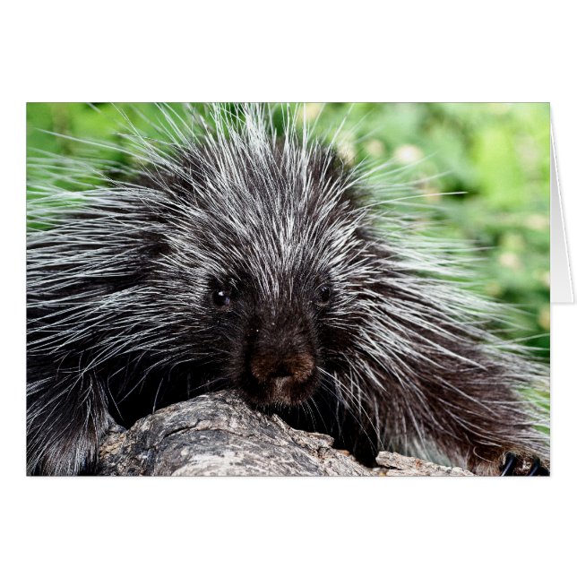 Porcupine Lounging (Front Horizontal)