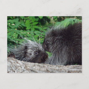Porcupine - Mum and Baby Postcard