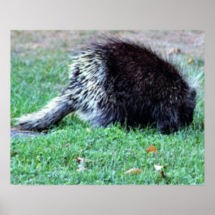 Porcupine Photo Poster