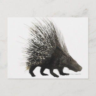 Porcupine Postcard