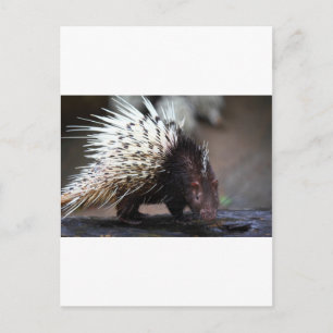Porcupine Postcard