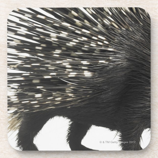 Porcupine quills coaster (Front)