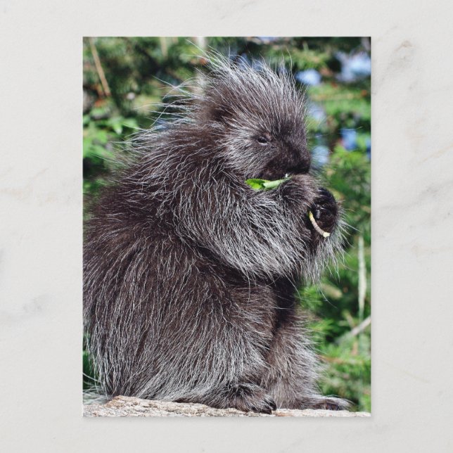 Porcupine Snacking Postcard (Front)