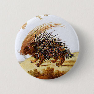 Porcupine - Vintage Porcupine Painting (detail) 6 Cm Round Badge
