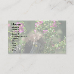 Porcupine-youngster in wild rose business card