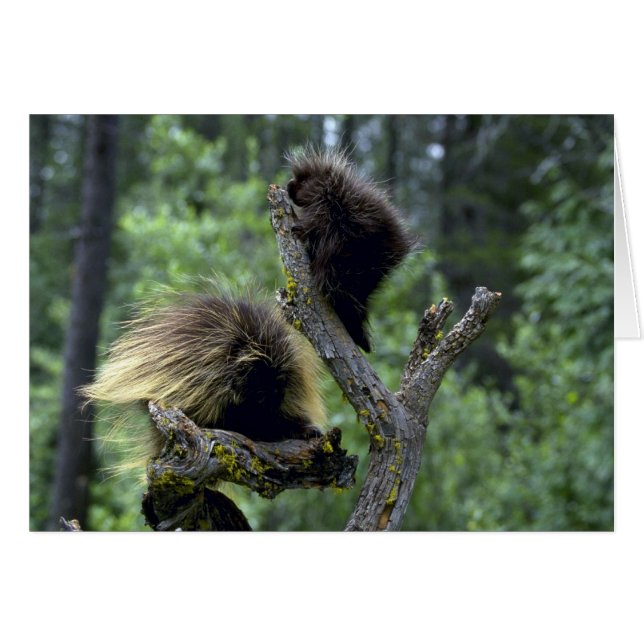 Porcupines-summer-mum with youngsters (Front Horizontal)
