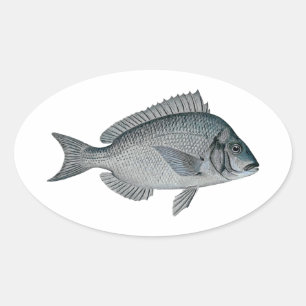 Porgy - Scup Oval Sticker