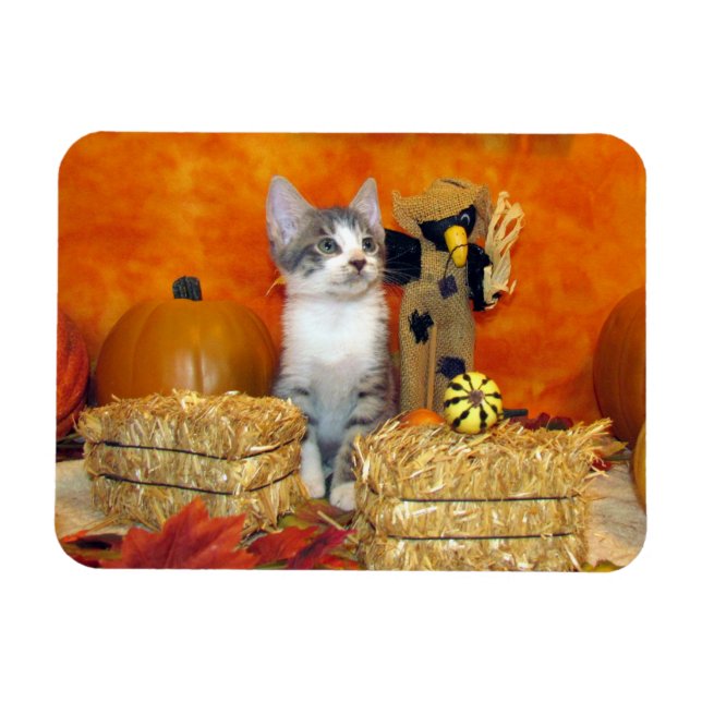Pork Chop's Adorable Fall / Autumn Cat / Kitten  Magnet (Horizontal)