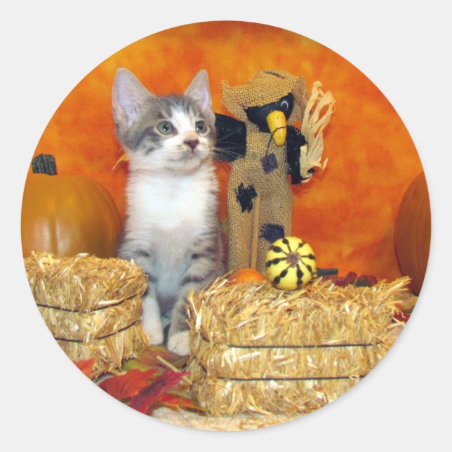 Pork Chop's Fall - Cat / Kitten Round Stickers (Front)