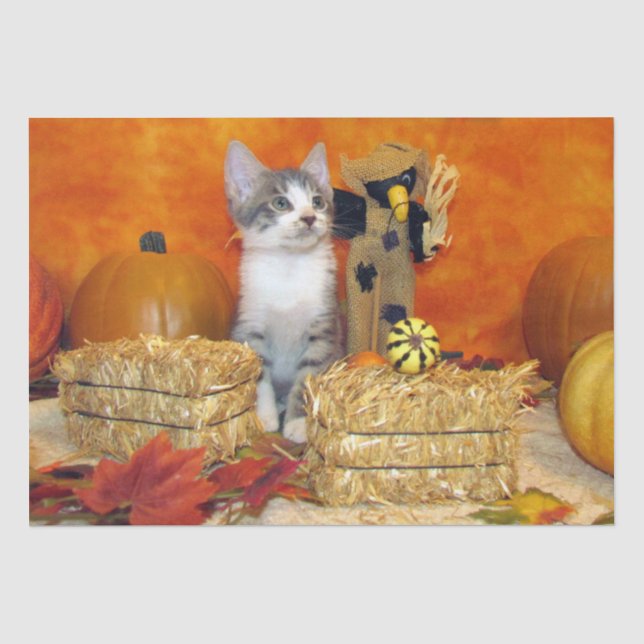 Pork Chop's Fall / Thanksgiving Cat Tissue Paper (Front)