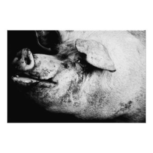 porker portrait photo print
