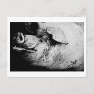 porker portrait postcard