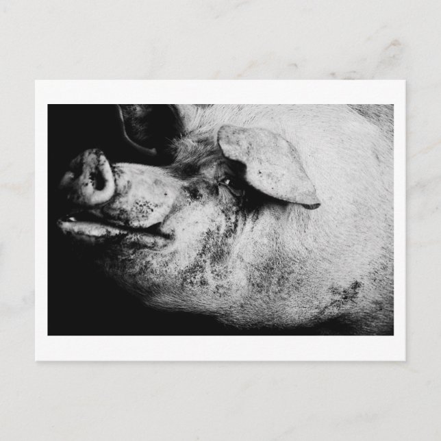 porker portrait postcard (Front)