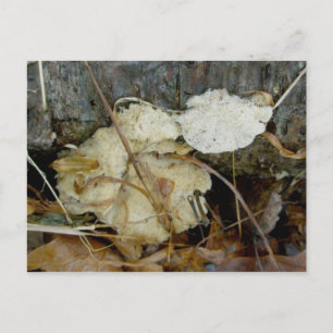 Porous Shelf Fungus Postcard