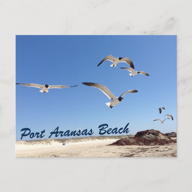 Port Aransas Beach Seagull Photography Pretty Postcard (Front)