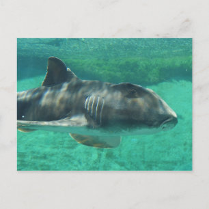 Port Jackson Shark Postcard