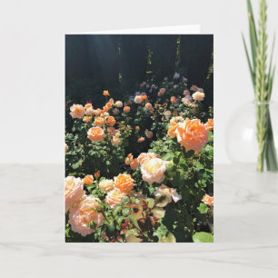 Portland Rose Garden, OR Card