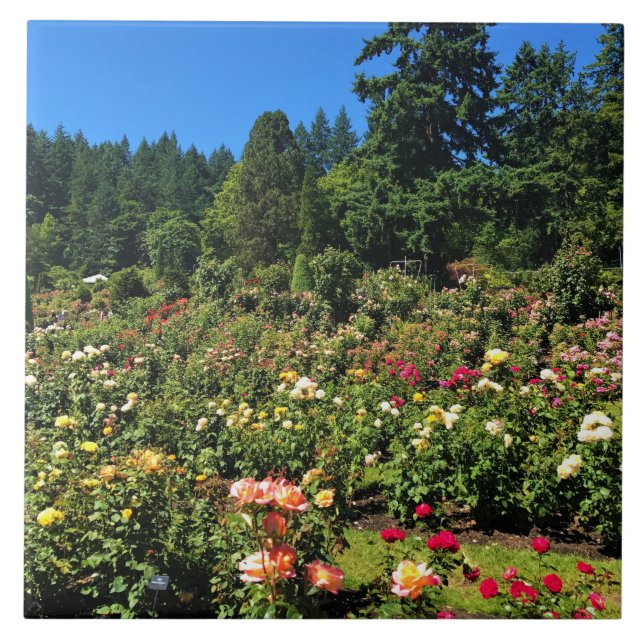 Portland Rose Garden, OR Ceramic Tile (Front)