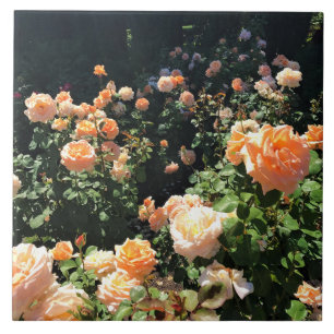 Portland Rose Garden, OR Ceramic Tile