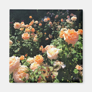 Portland Rose Garden, OR Magnet