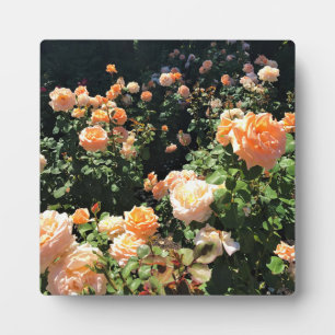Portland Rose Garden, OR Plaque