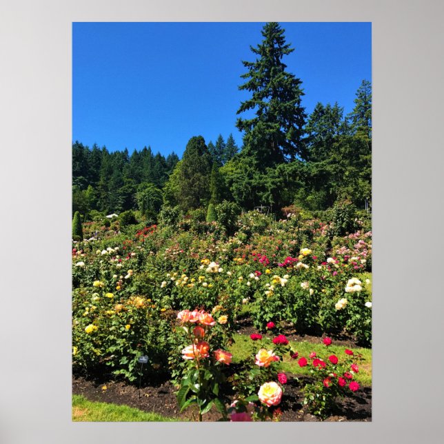Portland Rose Garden, OR Poster (Front)