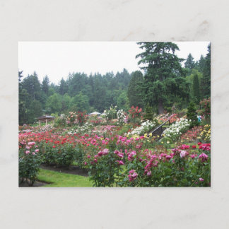 Portland Rose Garden. Postcard
