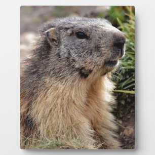 Portrait Alpine Marmot Plaque