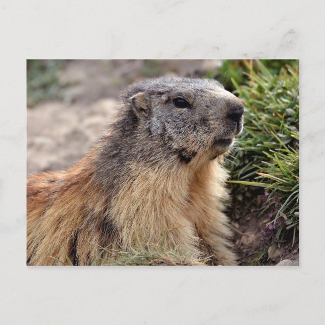 Portrait Alpine Marmot Postcard (Front)