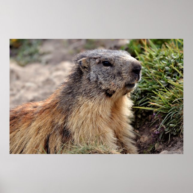 Portrait Alpine Marmot Poster (Front)