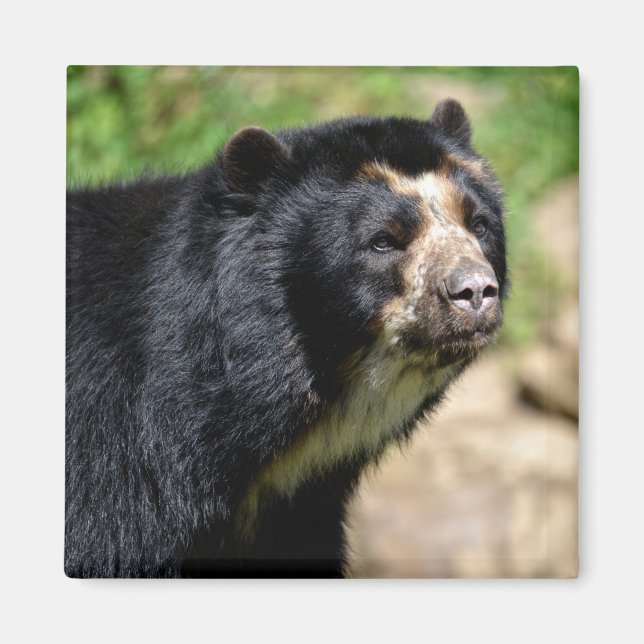 Portrait Andean bear Magnet (Front)