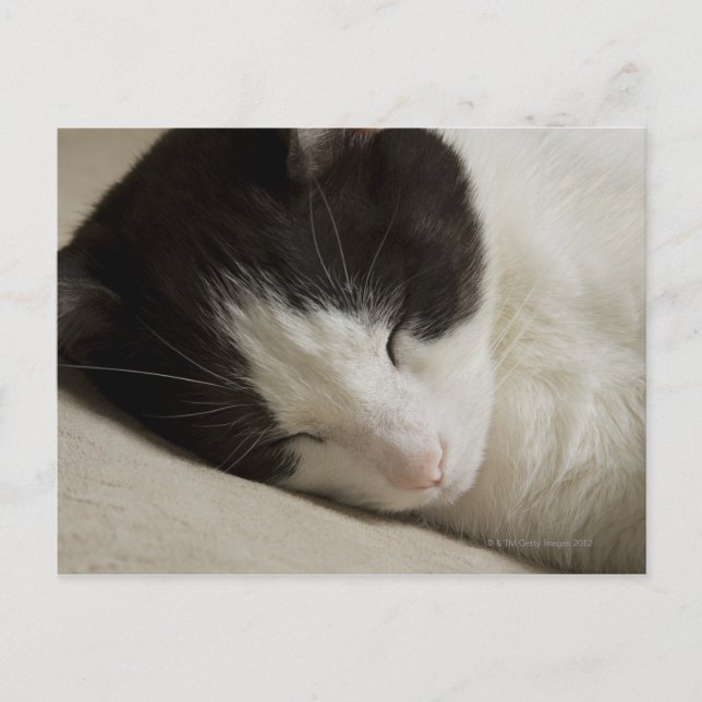 Portrait detail of a domestic cat sleeping postcard (Front)