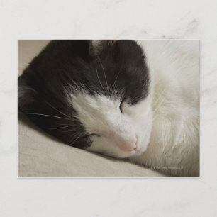 Portrait detail of a domestic cat sleeping postcard