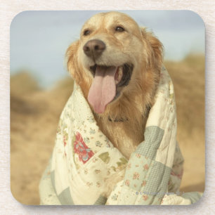 Portrait dog on beach under quilt. Fall Coaster