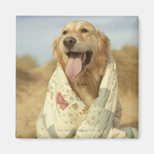 Portrait dog on beach under quilt. Fall Magnet