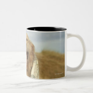 Portrait dog on beach under quilt. Fall Two-Tone Coffee Mug