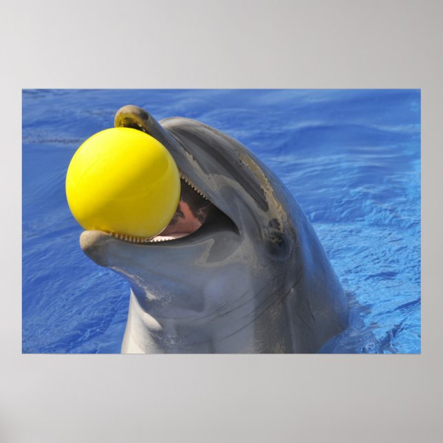 Portrait dolphin with a ball in the mouth poster (Front)