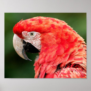 Portrait green-winged macaw foil holiday postcard poster