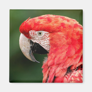 Portrait green-winged macaw magnet