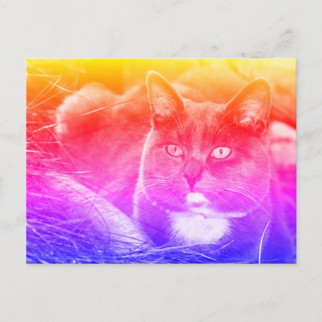 Portrait grey cat postcard (Front)