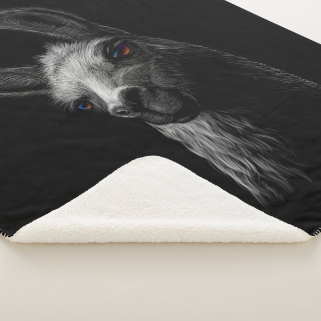 Portrait Head Cute Llama with a Black Background Sherpa Blanket (3/4)