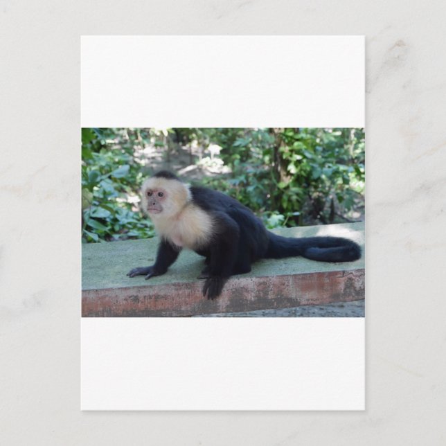 Portrait.JPG Postcard (Front)