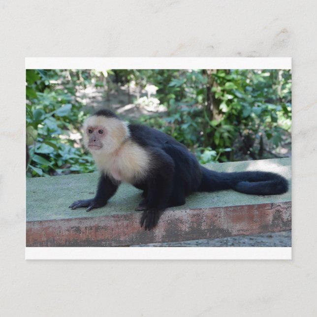 Portrait.JPG Postcard (Front)