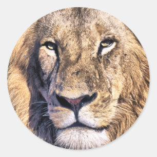 Portrait lion classic round sticker