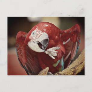 Portrait macaw chloroptera postcard