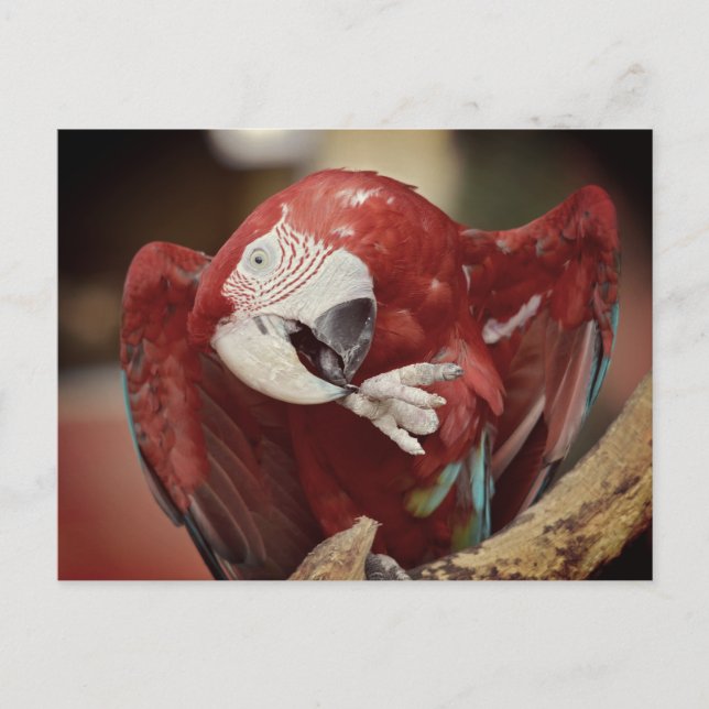 Portrait macaw chloroptera postcard (Front)