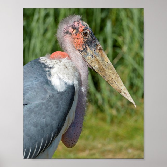 Portrait marabou stork poster (Front)