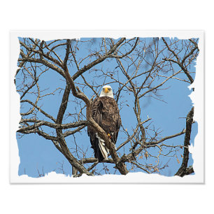 Portrait of a Bald Eagle Photo Print