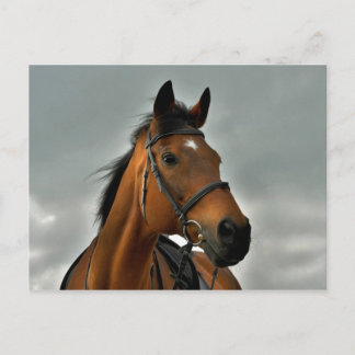 Portrait of a bay thoroughbred postcard
